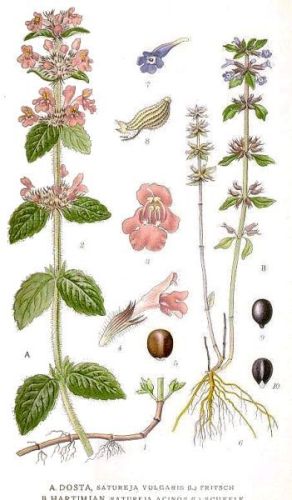 Summer Savoury - Satureja acinos - чабр